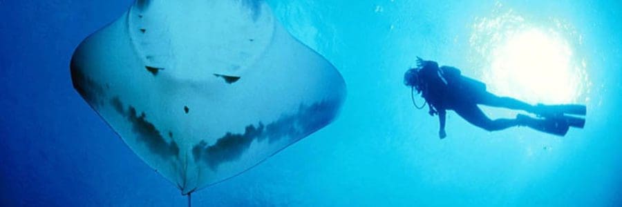 BBC to air Manta film