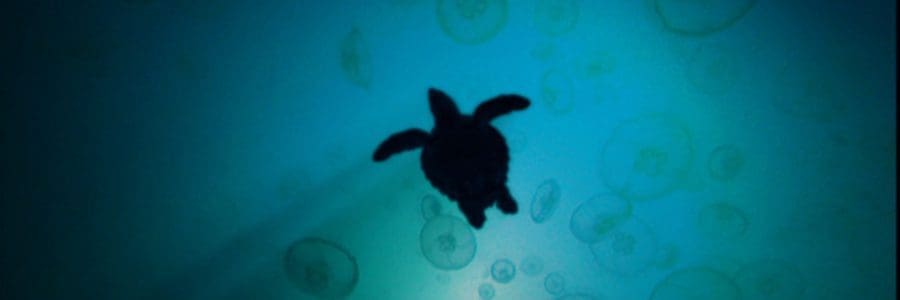 Great response to Turtle film in the US
