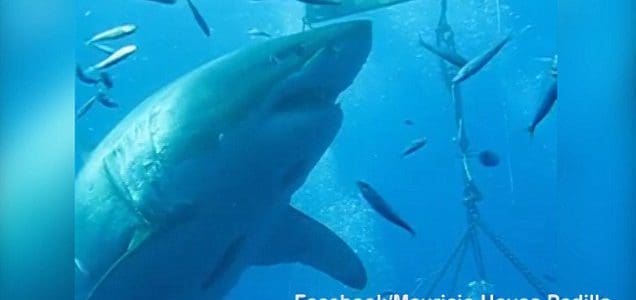 Deep Blue – Largest Great White in World – Hitting Press Again