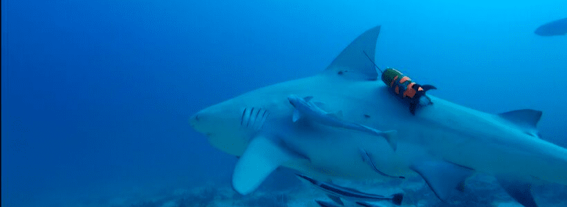 SharkCam’s 5th Deploy