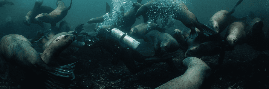 Deep Dive North America nominated at Wildscreen