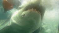 Jaws Comes Home Premieres Discovery Shark Week 24th Anniversary